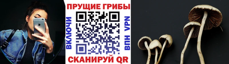 Галлюциногенные грибы GOLDEN TEACHER  купить наркотик  Тольятти 